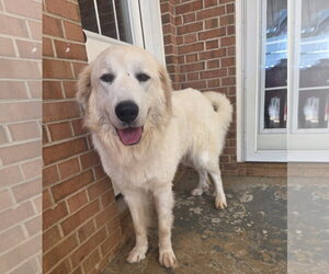 Bridget - Female Great Pyrenees-Unknown Mix Dog for Adoption - Photo #3