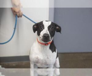 Labrador Retriever-Unknown Mix Dogs for adoption in Mountain Home, AR, USA