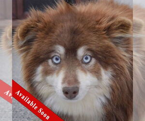 Pomsky Dogs for adoption in Huntley, IL, USA
