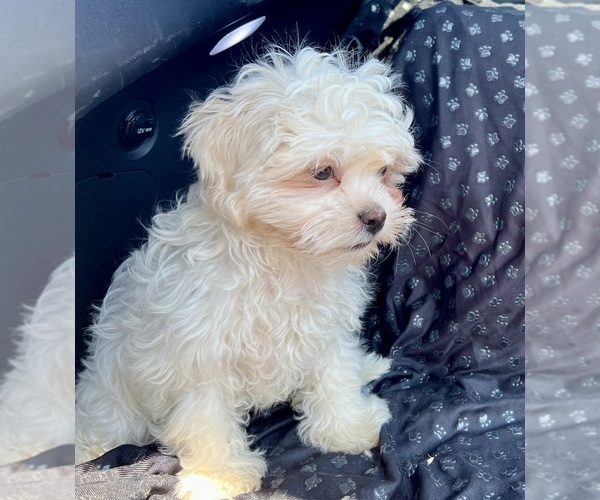 Medium Photo #4 Zuchon Puppy For Sale in RENO, NV, USA