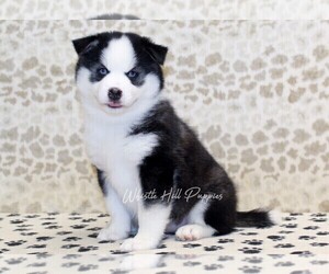 Pomsky Puppy for sale in DENVER, PA, USA