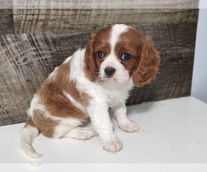 Cavalier King Charles Spaniel Puppy for sale in CLARK, MO, USA