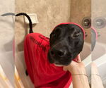 Small #4 Labrador Retriever Mix