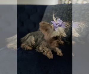 Yorkshire Terrier Puppy for sale in PORT SAINT LUCIE, FL, USA