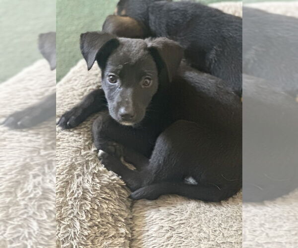 Medium Photo #3 Labrador Retriever-Unknown Mix Puppy For Sale in San Diego, CA, USA