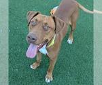 Small Rhodesian Ridgeback Mix