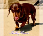 Small #9 Dachshund