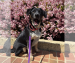 Small #1 Australian Shepherd Mix