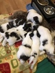 Small Photo #1 Havanese Puppy For Sale in TEANECK, NJ, USA