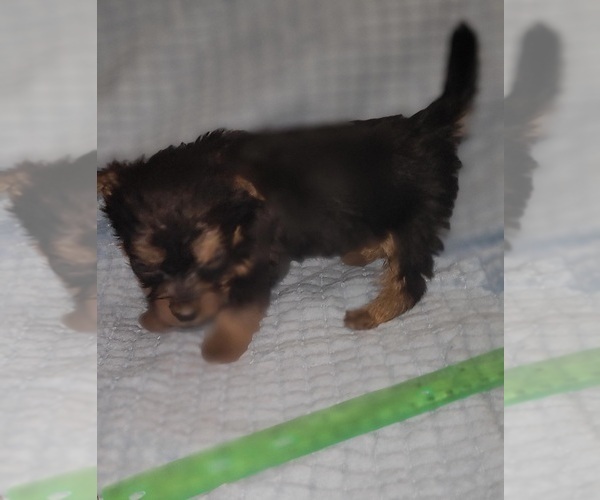 Medium Photo #273 Yorkshire Terrier Puppy For Sale in AKRON, OH, USA