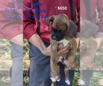 Puppy Porter Boxer