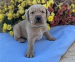 Small #1 Labrador Retriever