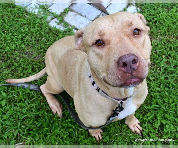 Medium Photo #2 American Pit Bull Terrier Puppy For Sale in Ocala, FL, USA