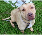 Small #1 American Pit Bull Terrier