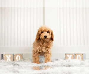 Poodle (Toy) Puppy for Sale in WARSAW, Indiana USA