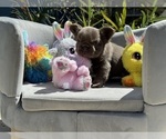 Small Photo #14 French Bulldog Puppy For Sale in LEHIGH ACRES, FL, USA