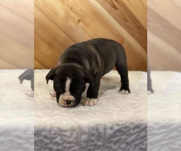 Medium Photo #3 English Bulldog Puppy For Sale in ORRVILLE, OH, USA