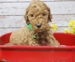 Puppy AKC Green Colla Poodle (Standard)