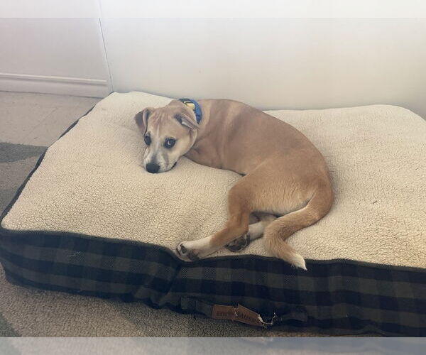 Medium Photo #4 Mutt Puppy For Sale in Elmsford, NY, USA