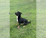 Small American Pit Bull Terrier-German Shepherd Dog Mix