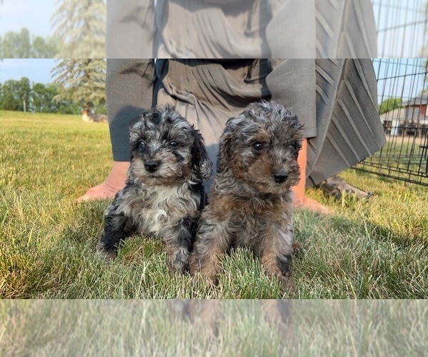Medium Photo #4 Poodle (Miniature) Puppy For Sale in QUINCY, MI, USA