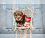 Small Photo #5 Schnauzer (Miniature) Puppy For Sale in SANGER, TX, USA