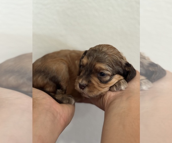 Medium Photo #10 Bernedoodle (Miniature) Puppy For Sale in LONGMONT, CO, USA