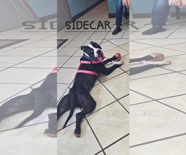 Medium Photo #2 American Pit Bull Terrier-Unknown Mix Puppy For Sale in DuQuoin, IL, USA