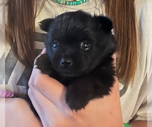 Pomeranian Puppy for sale in MOUNTAIN GRV, MO, USA