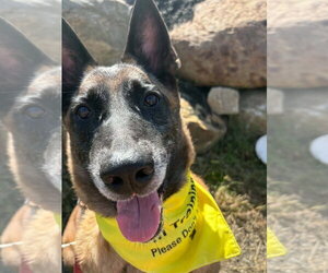 Mutt Dogs for adoption in Imlay City, MI, USA