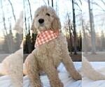 Small Photo #12 Goldendoodle Puppy For Sale in TIMBERLAKE, NC, USA