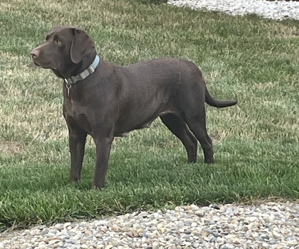Medium Photo #1 Labrador Retriever Puppy For Sale in WAKARUSA, IN, USA