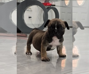 American Bully Puppy for sale in NORTH PORT, FL, USA