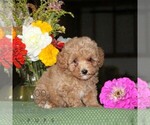 Floyd - Male Poodle (Toy) Puppy for Sale - Photo #4