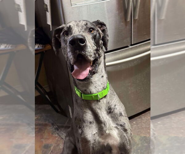 Medium Photo #4 Great Dane Puppy For Sale in Bullard, TX, USA