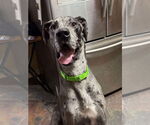 Small #3 Great Dane