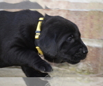 Small Photo #11 Labrador Retriever Puppy For Sale in RICHMOND HILL, GA, USA