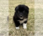 Small #8 Miniature Australian Shepherd