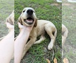 Small #4 Flat Coated Retriever-Golden Retriever Mix