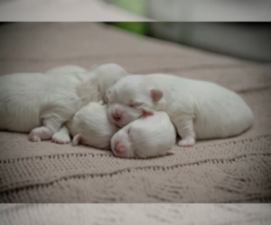 Maltese Puppy for sale in MARIETTA, GA, USA