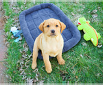 Small #11 Labrador Retriever