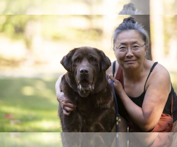 Medium Photo #3 Labrador Retriever Puppy For Sale in Arlington, VA, USA