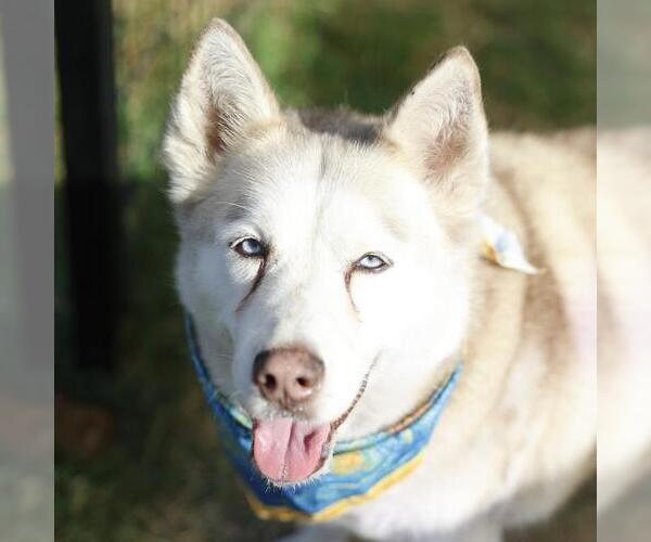 Medium Photo #1 Siberian Husky Puppy For Sale in San Antonio, TX, USA