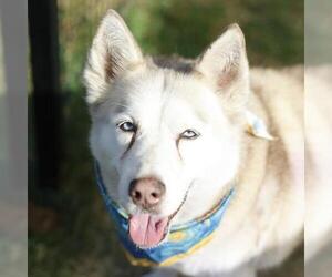 Siberian Husky Dogs for adoption in San Antonio, TX, USA