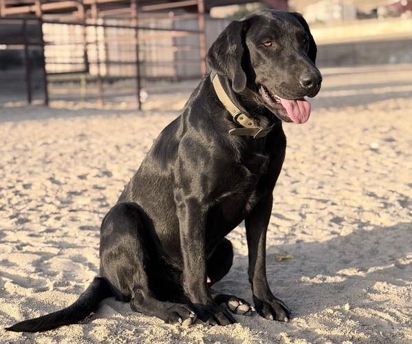 Medium Photo #1 Labrador Retriever Puppy For Sale in PASO ROBLES, CA, USA