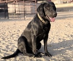 Small Photo #1 Labrador Retriever Puppy For Sale in PASO ROBLES, CA, USA