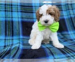 Dexter - Male Cavapoo (Miniature) Puppy for Sale - Photo #6