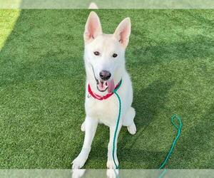 Siberian Husky Dogs for adoption in Orange, CA, USA