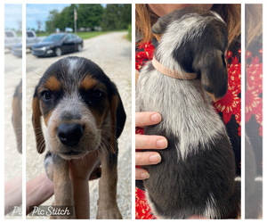 Beagle Puppy for sale in YODER, IN, USA