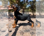 Small #1 Doberman Pinscher